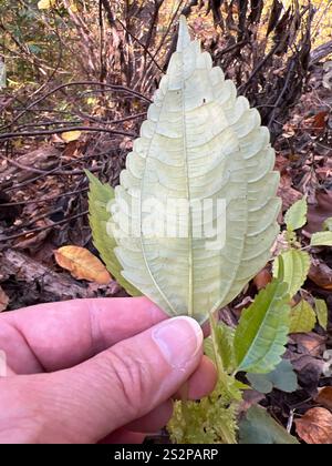 Canada clearweed (Pilea pumila) Stock Photo