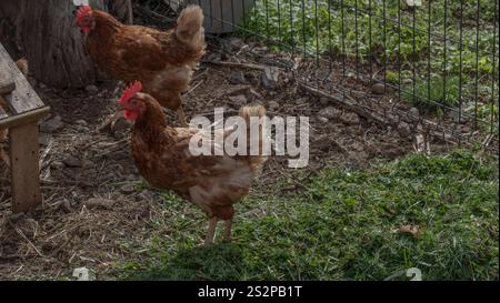 Two brown hens in a fenced outdoor area with dirt and grass, showcasing a rural farm setting and natural behavior of the chickens. Stock Photo