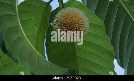 Neolamarckia cadamba (Jabon, Nauclea cadamba, burflower-tree, laran, Leichhardt pine, kadam, empayang, worotua) flower Stock Photo