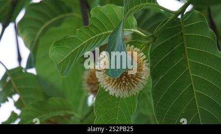 Neolamarckia cadamba (Jabon, Nauclea cadamba, burflower-tree, laran, Leichhardt pine, kadam, empayang, worotua) flower Stock Photo