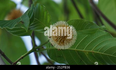 Neolamarckia cadamba (Jabon, Nauclea cadamba, burflower-tree, laran, Leichhardt pine, kadam, empayang, worotua) flower Stock Photo