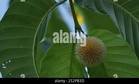 Neolamarckia cadamba (Jabon, Nauclea cadamba, burflower-tree, laran, Leichhardt pine, kadam, empayang, worotua) flower Stock Photo