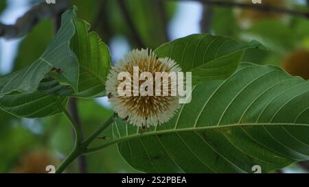 Neolamarckia cadamba (Jabon, Nauclea cadamba, burflower-tree, laran, Leichhardt pine, kadam, empayang, worotua) flower Stock Photo