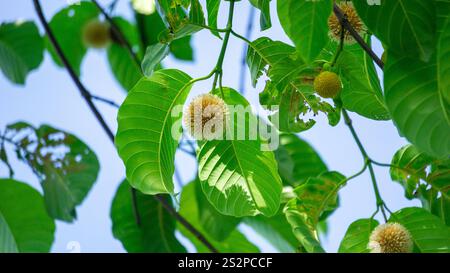 Neolamarckia cadamba (Jabon, Nauclea cadamba, burflower-tree, laran, Leichhardt pine, kadam, empayang, worotua) flower Stock Photo