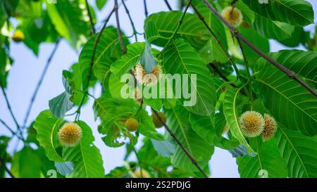 Neolamarckia cadamba (Jabon, Nauclea cadamba, burflower-tree, laran, Leichhardt pine, kadam, empayang, worotua) flower Stock Photo