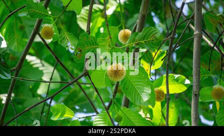 Neolamarckia cadamba (Jabon, Nauclea cadamba, burflower-tree, laran, Leichhardt pine, kadam, empayang, worotua) flower Stock Photo