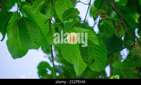 Neolamarckia cadamba (Jabon, Nauclea cadamba, burflower-tree, laran, Leichhardt pine, kadam, empayang, worotua) flower Stock Photo