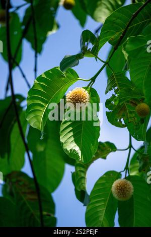 Neolamarckia cadamba (Jabon, Nauclea cadamba, burflower-tree, laran, Leichhardt pine, kadam, empayang, worotua) flower Stock Photo