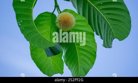 Neolamarckia cadamba (Jabon, Nauclea cadamba, burflower-tree, laran, Leichhardt pine, kadam, empayang, worotua) flower Stock Photo