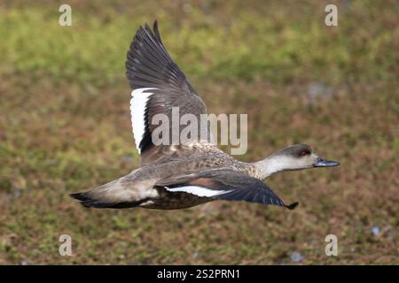 A Patagonian Crested Duck, Lophonetta Specularioides Specularioides, in flight in Chile. Stock Photo