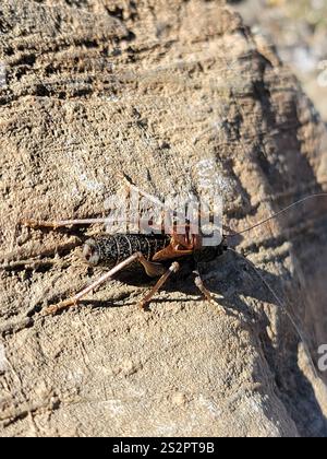 Alpine Shield Alpine Shieldback (Acrodectes philopagus Stock Photo - Alamy