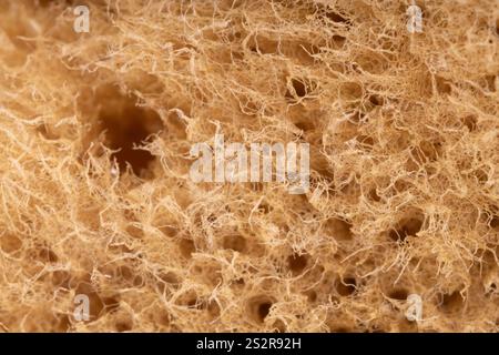 Detailed macro texture of natural sea sponge Stock Photo