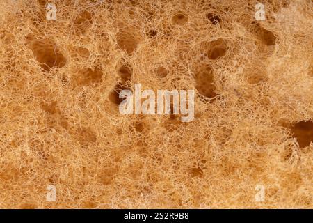 Macro close up of natural sea sponge texture Stock Photo
