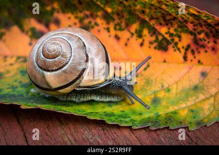 Grove Snail (Cepaea nemoralis) crawling on a colorful autumn leaf, Ontario, Canada. Stock Photo