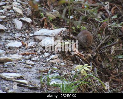 Southern Red-backed Vole (Clethrionomys gapperi) Stock Photo