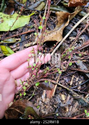 climbing rātā (Metrosideros perforata Stock Photo - Alamy