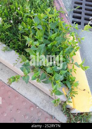 Wild Four o'Clock (Mirabilis nyctaginea) Plantae Stock Photo - Alamy
