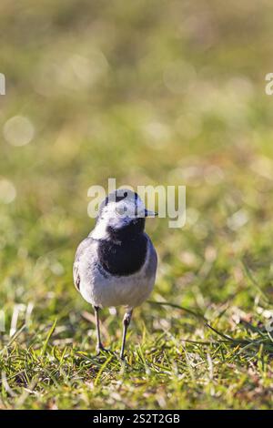 Close up at an White wagtail (Motacilla alba) walking in the grass on a meadow Stock Photo