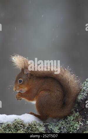 Red squirrel (Sciurus vulgaris) adult animal feeding on a nut on a tree branch covered in snow in winter, Scotland, United Kingdom, Europe Stock Photo