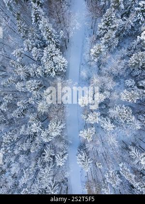 Snow-covered forest path between quiet, tall trees, Bad Wildbad, district of Calw, Black Forest, Germany, Europe Stock Photo