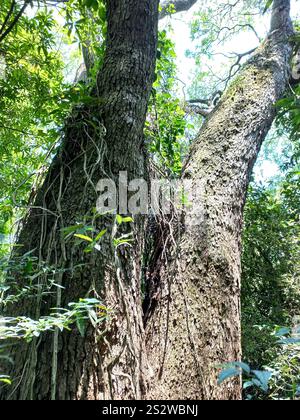 Yellow Poinciana (Peltophorum dubium) Stock Photo