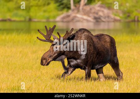 Bull Moose Stock Photo