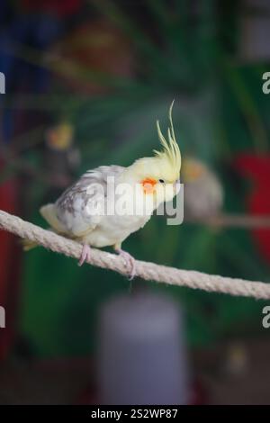 Charming Cockatiel Sitting on a Rope in a Vibrant Natural Setting Stock Photo