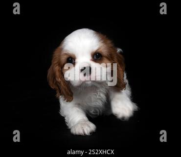 young cavalier king charles in front of black background Stock Photo