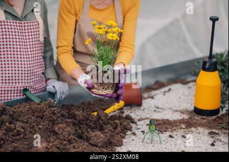 Close up image of two florists standing in front of metal tub filled with new soil holding flower plant taken out of flower pot. Florists wearing apro Stock Photo