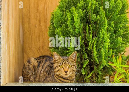 This place is flower garden with flowers from all over the world. This cat lives in flower garden. It is so lucky . Stock Photo