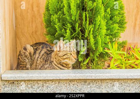 This place is flower garden with flowers from all over the world. This cat lives in flower garden. It is so lucky . Stock Photo