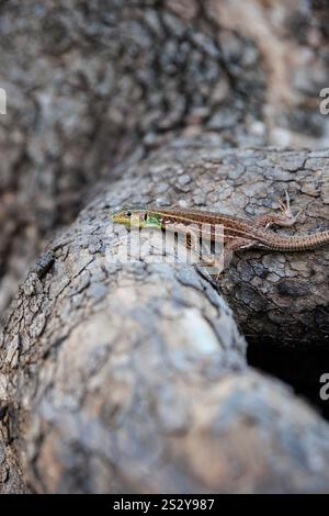 Balcan green lizard or lacerta trilineata sitting on the tree trunk, blurry brown background. Stock Photo