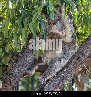 Close-up of an alert Koala (Phascolarctos cinereus) joey, looking up an eucalyptus tree, while sitting on its mother's lap.  Koalas are marsupials. Stock Photo