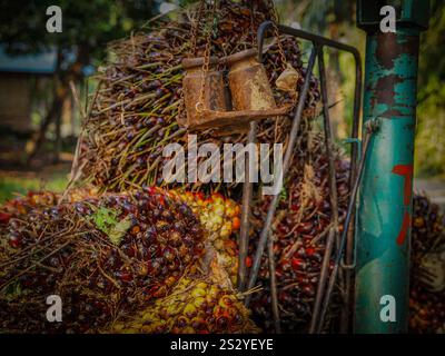 Freshly Gathered Palm Oil Fruits: Vibrant Harvest Displayed In Wedges In North Sumatra Stock Photo