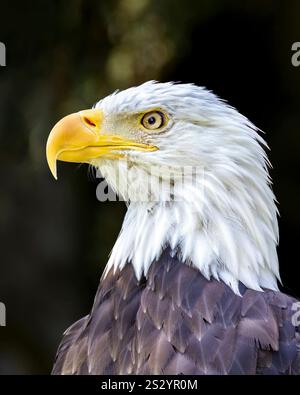 Close up photo of a bald American eagle Stock Photo