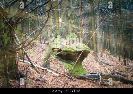 Stone in the forest of the with a small fir tree on the stone, which is slightly illuminated by the sunlight. Elbe sandstone mountains in the fall for Stock Photo