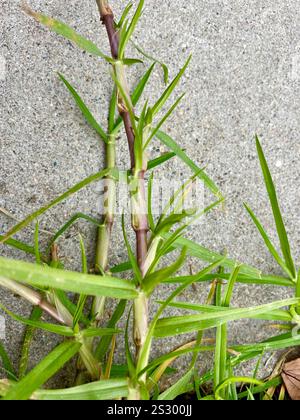 Kikuyu Grass (Cenchrus clandestinus) Stock Photo