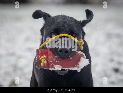Working black labrador retriever in snow with dummies Stock Photo