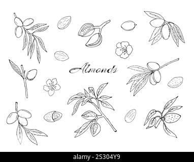 Almond. Beautiful set with hand-drawn almond branches flowers, nuts, and kernels. Prunus amygdalus. Stock Vector