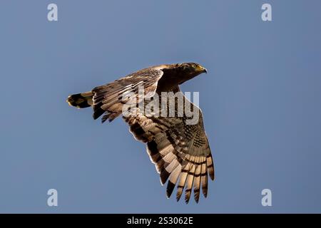 Majestic African Hawk in Flight Against a Clear Sky Captured in Stunning Detail Stock Photo