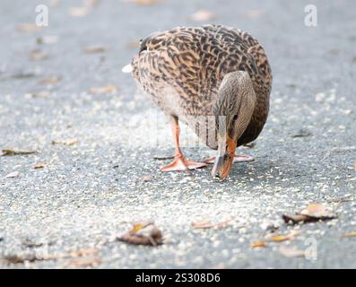 Close up female mallard duck looking down at the food on the ground in winter day in Ireland, Europe Stock Photo