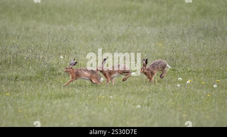 Three European hare (Lepus europaeus) running around on a green meadow, copy space, 16:9 Stock Photo
