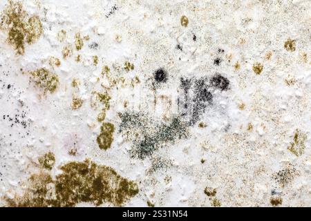 Black Mold Growth on Indoor Wall Due to Moisture Damage Stock Photo
