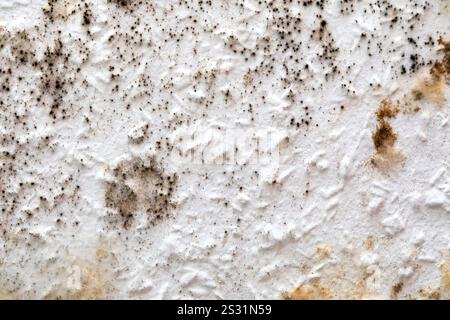 Black Mold on Interior Wall Requiring Repairs Stock Photo