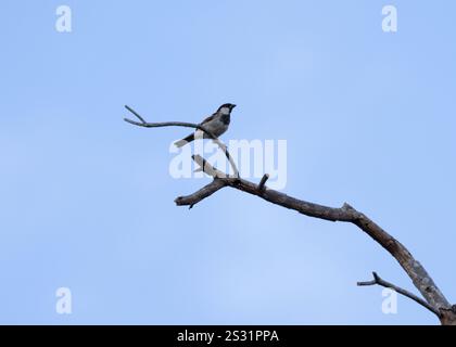 A House Sparrow perched on a branch on Zanzibar Stock Photo