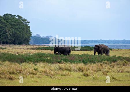 An asian elephant in the Yala National Park Stock Photo