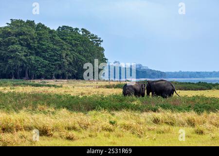 An asian elephant in the Yala National Park Stock Photo