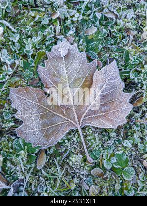 Maple leaf with hoarfrost on a frozen meadow in winter Stock Photo