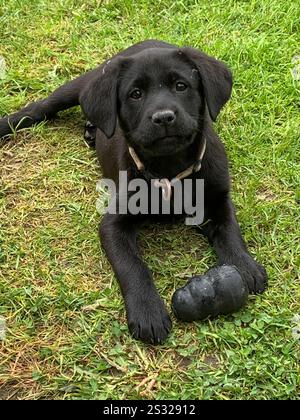 Black Labrador puppy looking up with toy Stock Photo