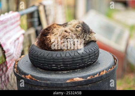 A cat curled up snugly, sound asleep in the hollow of a wheelbarrow tire, enjoying a unique and cozy resting spot. Stock Photo